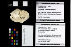 Foto (Objekt + Etikett) von Ambulocapsa altilis (Robins et al., 2013)  (NHMW-GEO-1990-0041-2791)